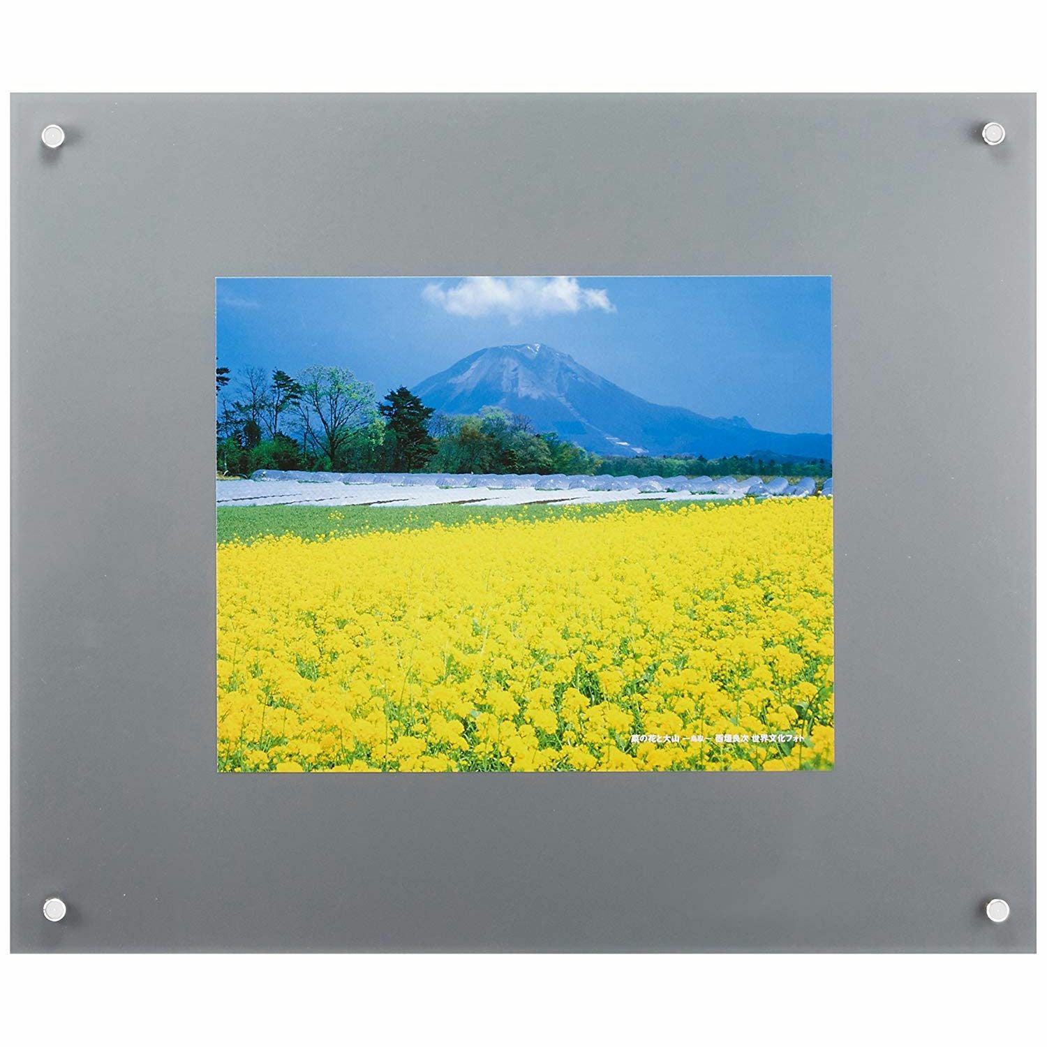 FUJICOLOR プロフレーム 特寸フリーL シルバー | アサヌマネットショップ